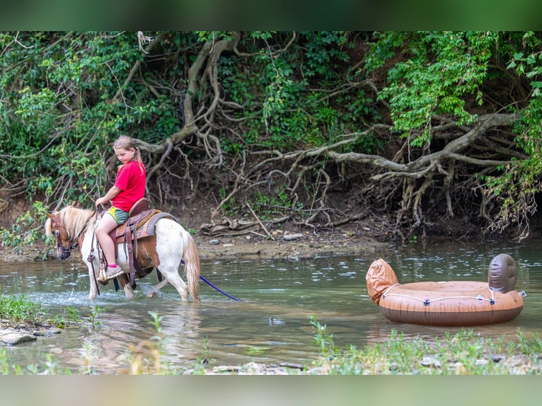Meer ponys/kleine paarden Ruin 3 Jaar 102 cm Gevlekt-paard in Ewing