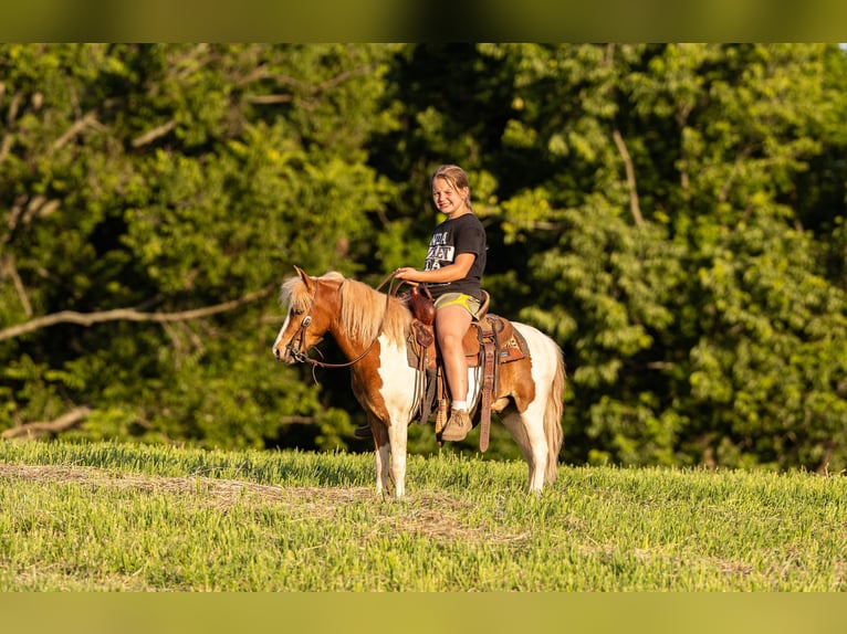 Meer ponys/kleine paarden Ruin 3 Jaar 102 cm Gevlekt-paard in Ewing
