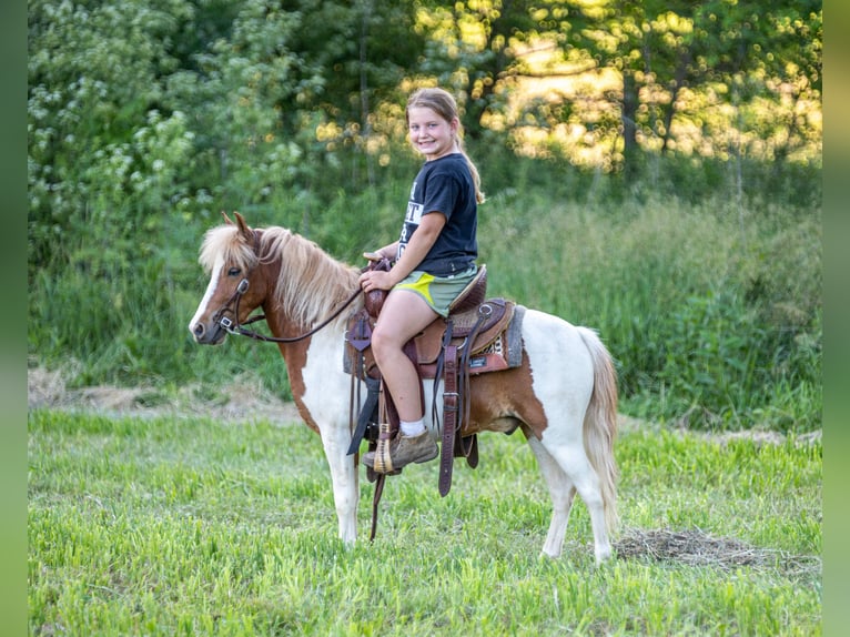 Meer ponys/kleine paarden Ruin 3 Jaar 102 cm Gevlekt-paard in Ewing