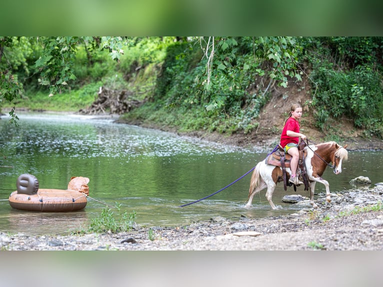 Meer ponys/kleine paarden Ruin 3 Jaar 102 cm Gevlekt-paard in Ewing