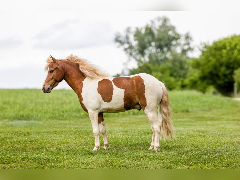 Meer ponys/kleine paarden Ruin 3 Jaar 102 cm Gevlekt-paard in Ewing