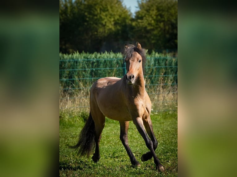 Meer ponys/kleine paarden Ruin 3 Jaar 120 cm Lichtbruin in Euskirchen