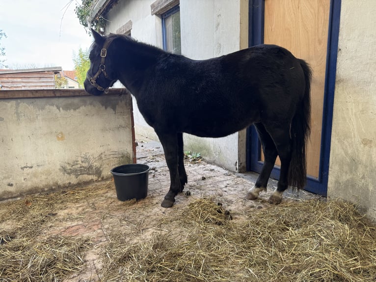 Meer ponys/kleine paarden Ruin 3 Jaar 120 cm Zwart in Beerse