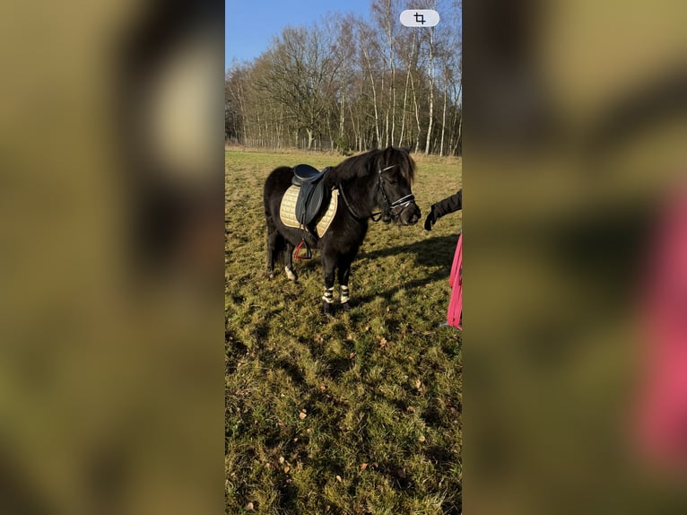 Meer ponys/kleine paarden Ruin 3 Jaar 120 cm Zwart in Beerse