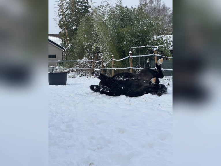 Meer ponys/kleine paarden Ruin 3 Jaar 120 cm Zwart in Beerse
