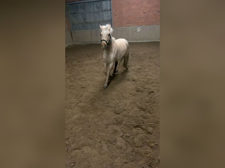 Meer ponys/kleine paarden Ruin 3 Jaar 125 cm Falbe in Grefrath