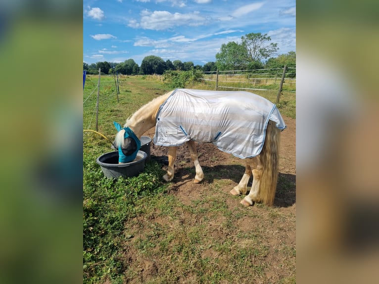Meer ponys/kleine paarden Ruin 3 Jaar 125 cm Falbe in Grefrath