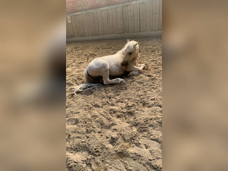 Meer ponys/kleine paarden Ruin 3 Jaar 125 cm Falbe in Grefrath