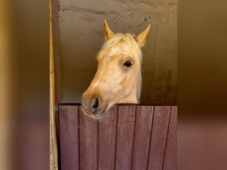 Meer ponys/kleine paarden Ruin 3 Jaar 125 cm Falbe in Grefrath