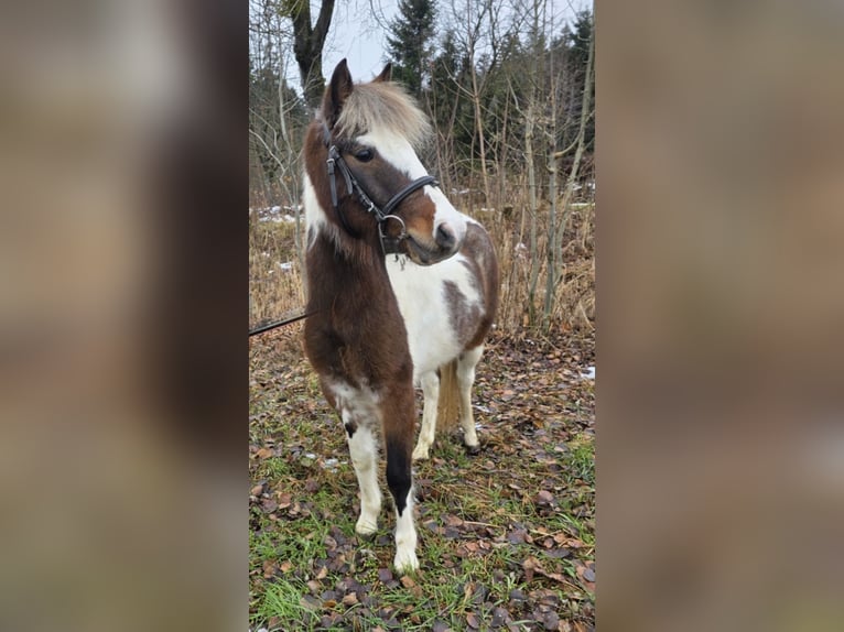 Meer ponys/kleine paarden Ruin 3 Jaar 125 cm Gevlekt-paard in Pelmberg