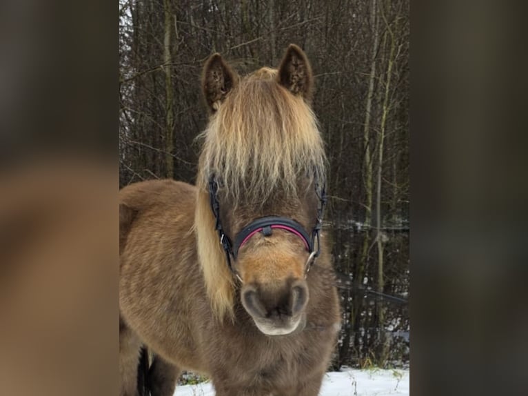 Meer ponys/kleine paarden Ruin 3 Jaar 125 cm Gevlekt-paard in Pelmberg