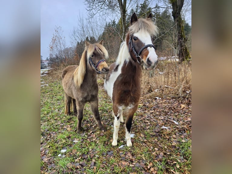 Meer ponys/kleine paarden Ruin 3 Jaar 125 cm Gevlekt-paard in Pelmberg