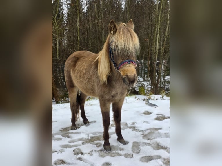 Meer ponys/kleine paarden Ruin 3 Jaar 125 cm Gevlekt-paard in Pelmberg