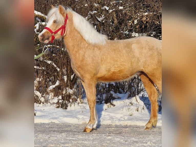 Meer ponys/kleine paarden Ruin 3 Jaar 125 cm Palomino in Rechnitz