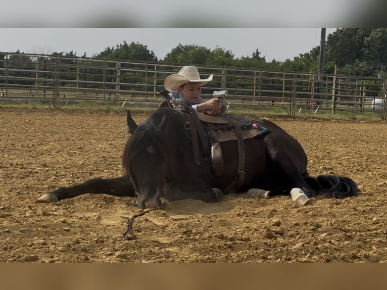 Meer ponys/kleine paarden Ruin 3 Jaar 132 cm Zwart in Princeton, KY