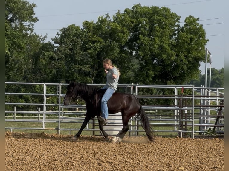 Meer ponys/kleine paarden Ruin 3 Jaar 132 cm Zwart in Princeton, KY