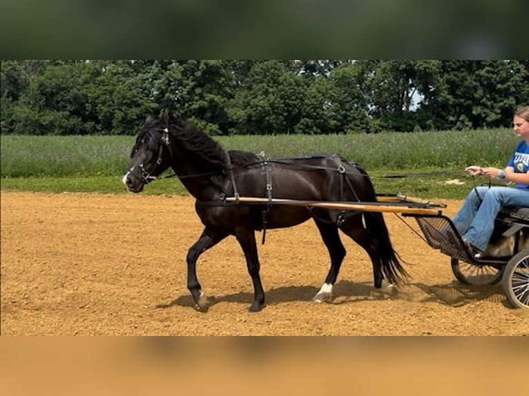 Meer ponys/kleine paarden Ruin 3 Jaar 132 cm Zwart in Princeton, KY