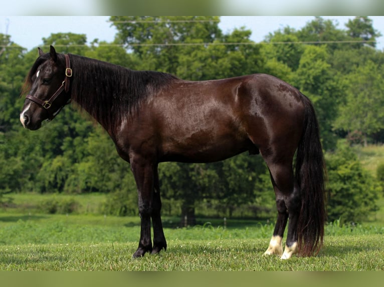 Meer ponys/kleine paarden Ruin 3 Jaar 132 cm Zwart in Princeton, KY