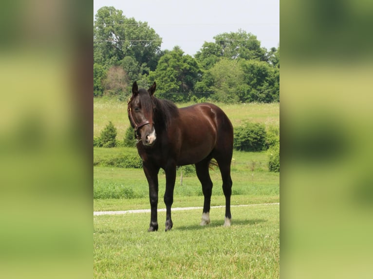 Meer ponys/kleine paarden Ruin 3 Jaar 132 cm Zwart in Princeton, KY