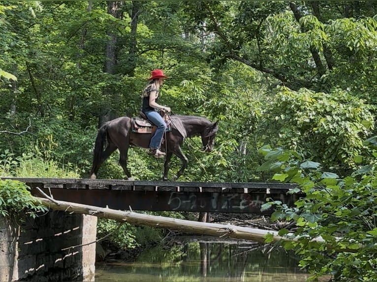 Meer ponys/kleine paarden Ruin 3 Jaar 132 cm Zwart in Princeton, KY
