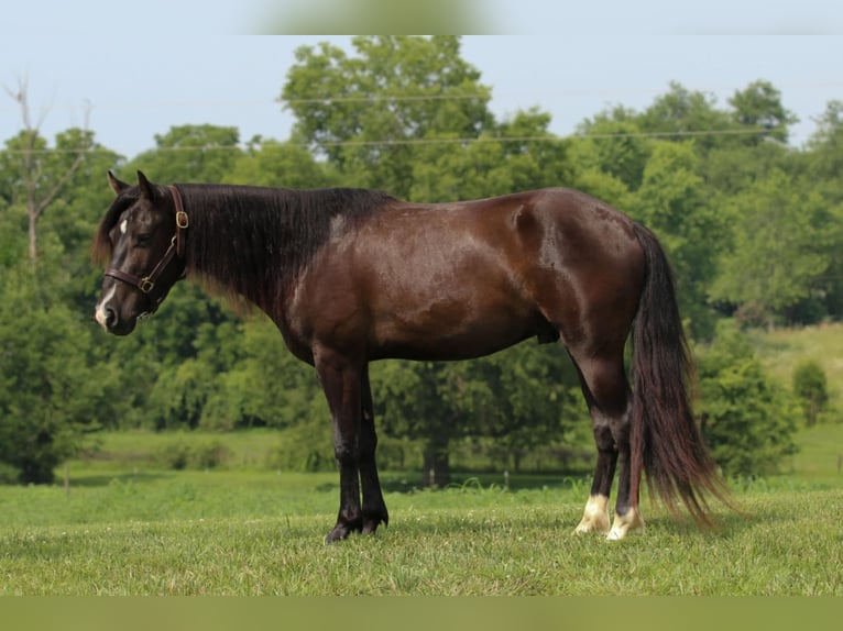 Meer ponys/kleine paarden Ruin 3 Jaar 132 cm Zwart in Princeton, KY