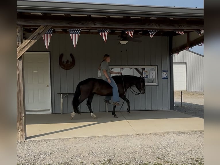 Meer ponys/kleine paarden Ruin 3 Jaar 132 cm Zwart in Princeton, KY