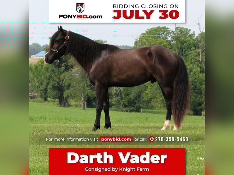 Meer ponys/kleine paarden Ruin 3 Jaar 132 cm Zwart in Princeton, KY