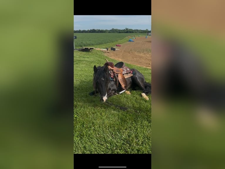 Meer ponys/kleine paarden Ruin 3 Jaar 132 cm Zwart in Princeton, KY