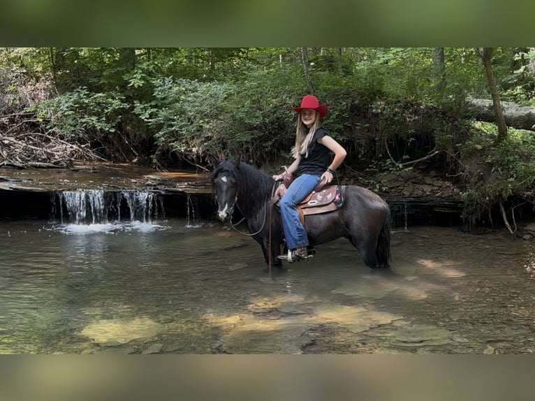 Meer ponys/kleine paarden Ruin 3 Jaar 132 cm Zwart in Princeton, KY