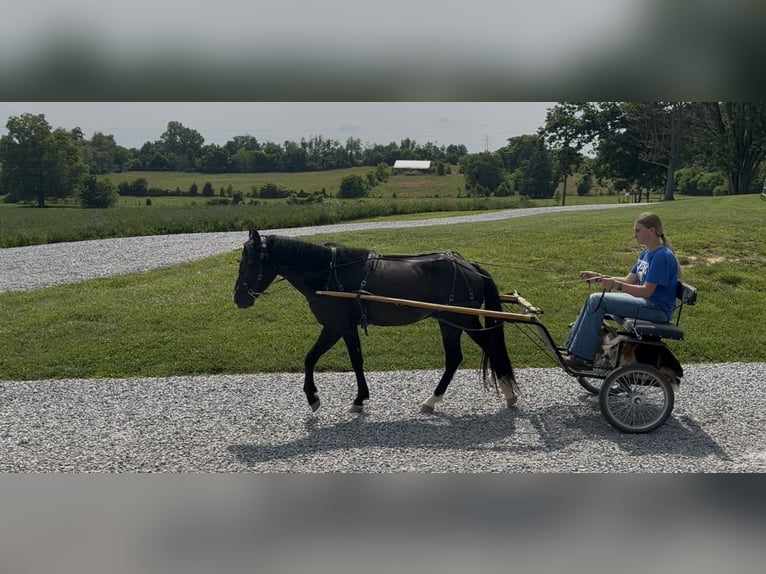 Meer ponys/kleine paarden Ruin 3 Jaar 132 cm Zwart in Princeton, KY