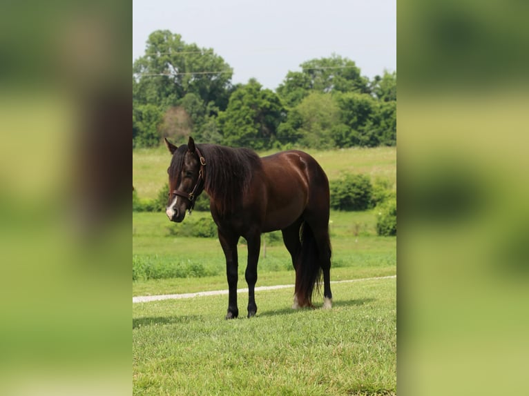 Meer ponys/kleine paarden Ruin 3 Jaar 132 cm Zwart in Princeton, KY