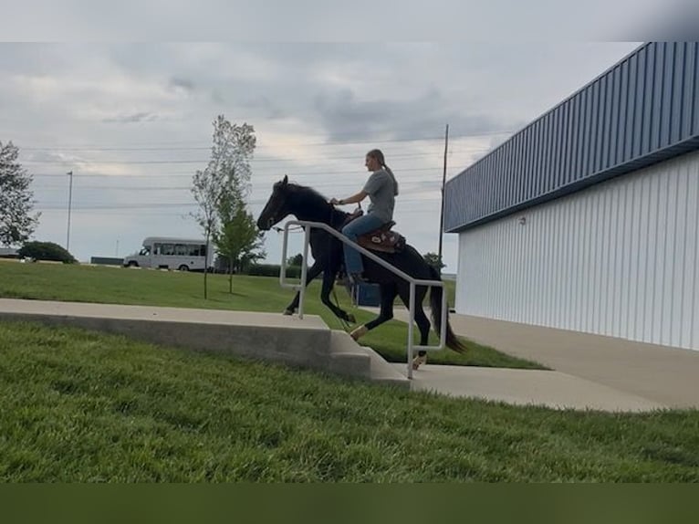 Meer ponys/kleine paarden Ruin 3 Jaar 132 cm Zwart in Princeton, KY