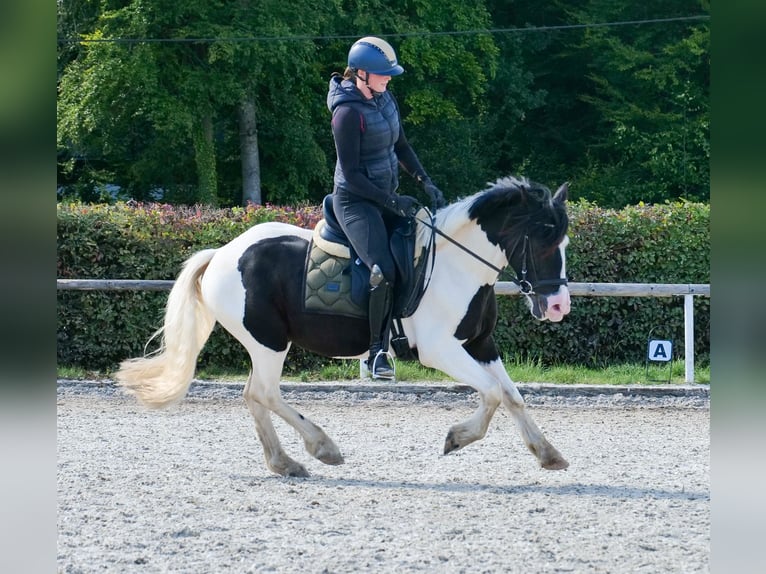 Meer ponys/kleine paarden Ruin 3 Jaar 135 cm Gevlekt-paard in Neustadt (Wied)