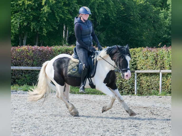Meer ponys/kleine paarden Ruin 3 Jaar 135 cm Gevlekt-paard in Neustadt (Wied)