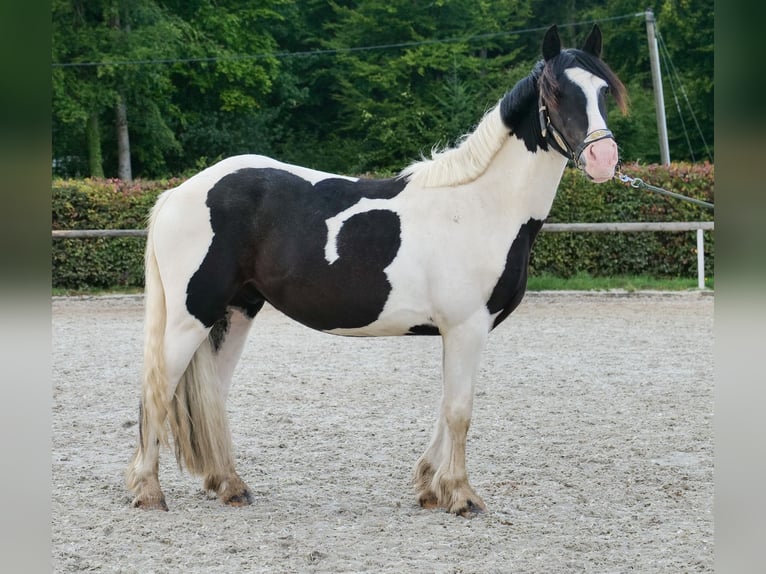 Meer ponys/kleine paarden Ruin 3 Jaar 135 cm Gevlekt-paard in Neustadt (Wied)