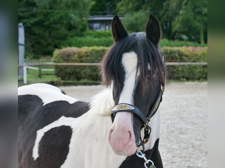 Meer ponys/kleine paarden Ruin 3 Jaar 135 cm Gevlekt-paard in Neustadt (Wied)