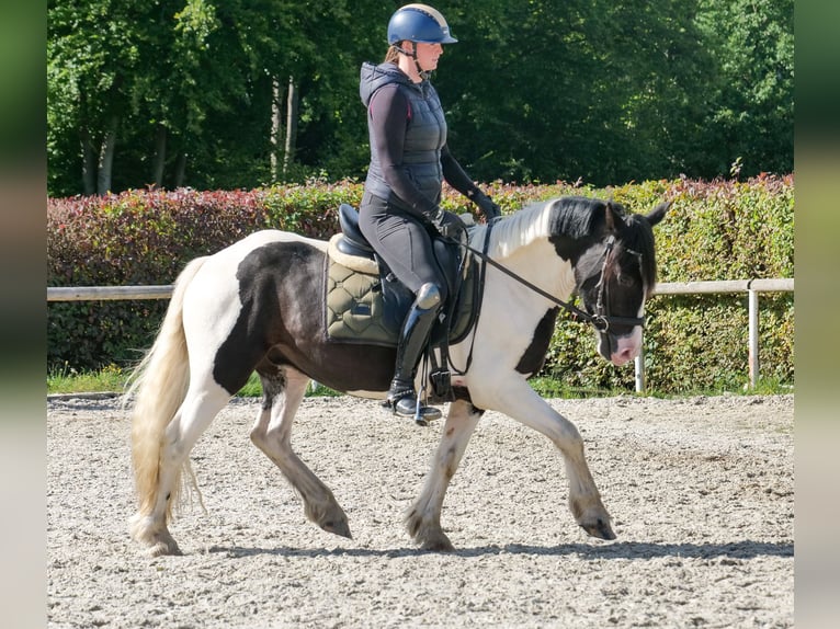 Meer ponys/kleine paarden Ruin 3 Jaar 135 cm Gevlekt-paard in Neustadt (Wied)