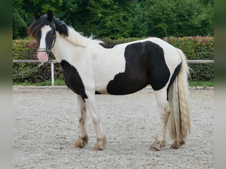 Meer ponys/kleine paarden Ruin 3 Jaar 135 cm Gevlekt-paard in Neustadt (Wied)