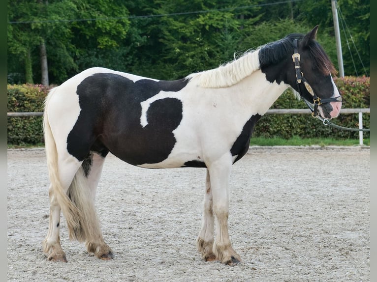 Meer ponys/kleine paarden Ruin 3 Jaar 135 cm Gevlekt-paard in Neustadt (Wied)
