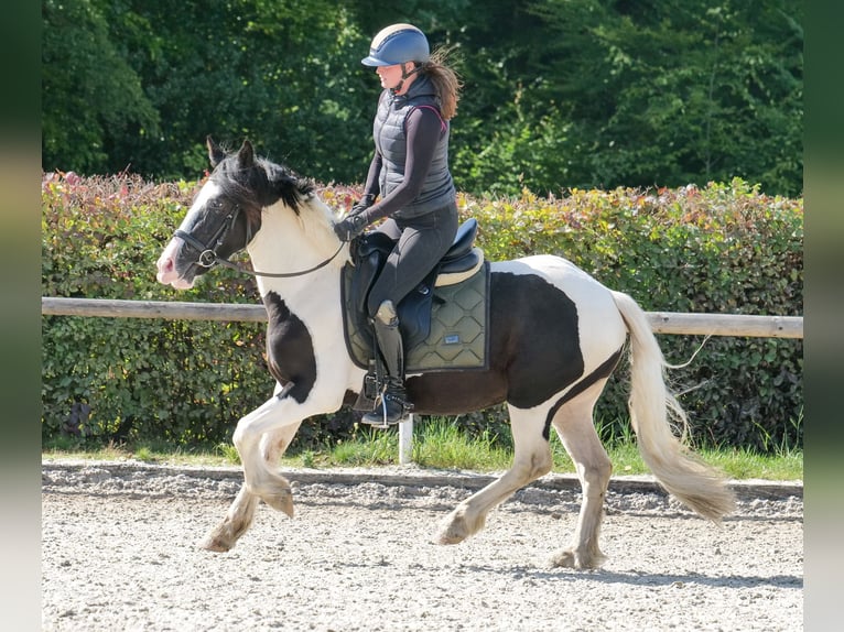 Meer ponys/kleine paarden Ruin 3 Jaar 135 cm Gevlekt-paard in Neustadt (Wied)