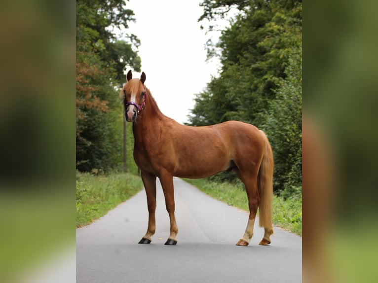 Meer ponys/kleine paarden Ruin 3 Jaar 135 cm Vos in Münster