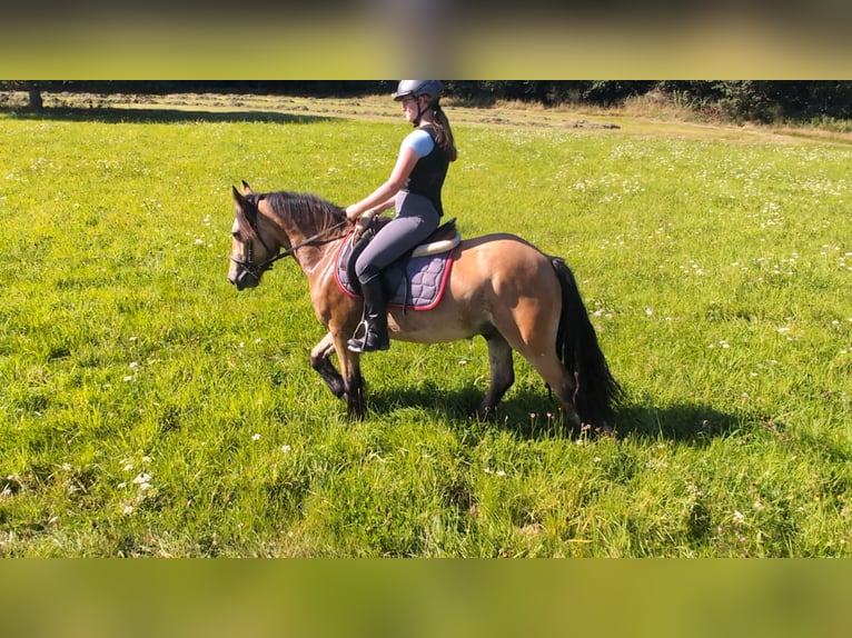 Meer ponys/kleine paarden Ruin 3 Jaar 138 cm Falbe in Morsbach