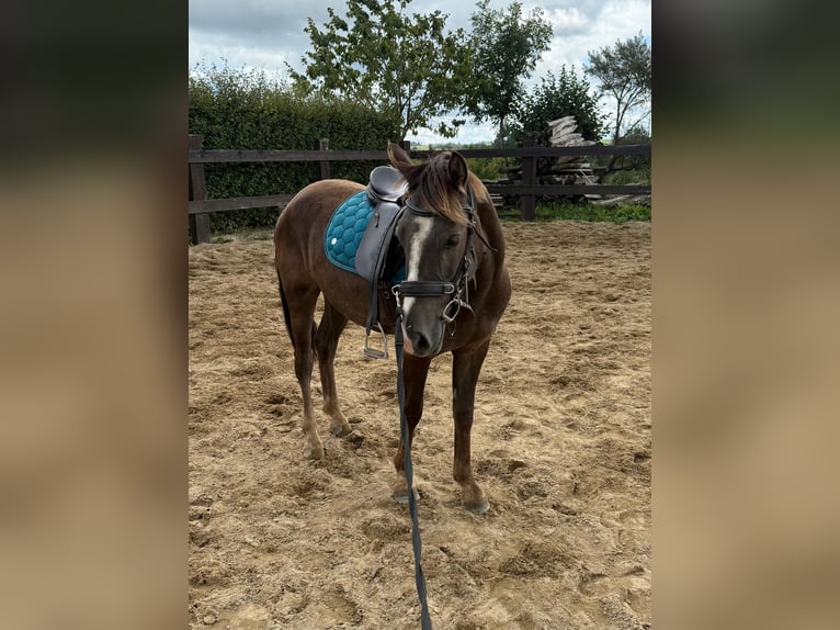 Meer ponys/kleine paarden Mix Ruin 3 Jaar 140 cm Donkere-vos in Daleiden
