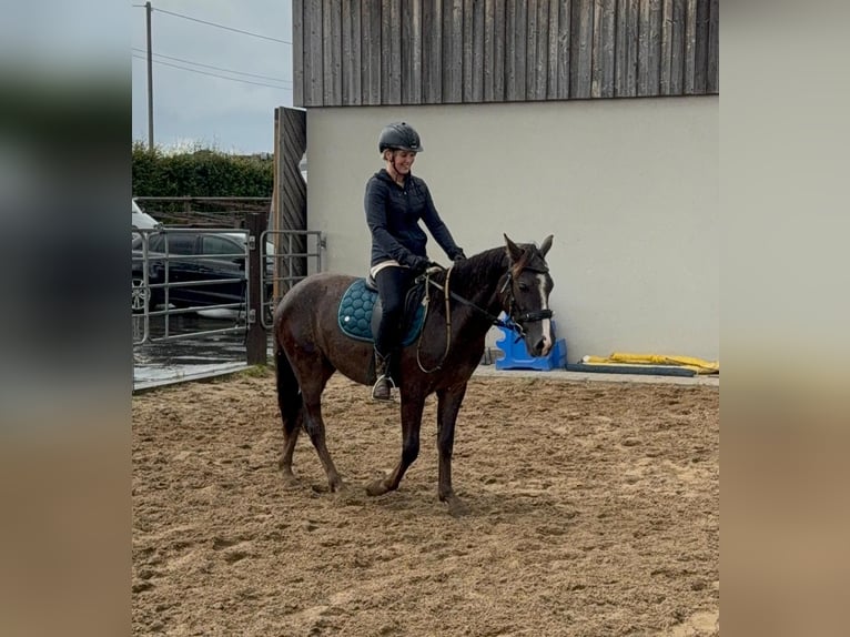 Meer ponys/kleine paarden Mix Ruin 3 Jaar 140 cm Donkere-vos in Daleiden