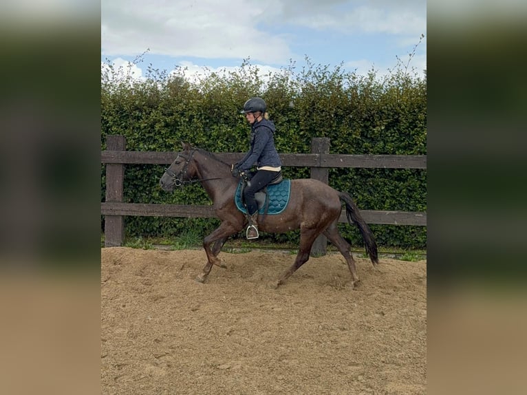 Meer ponys/kleine paarden Mix Ruin 3 Jaar 140 cm Donkere-vos in Daleiden