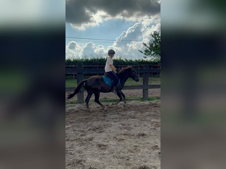 Meer ponys/kleine paarden Mix Ruin 3 Jaar 140 cm Donkere-vos in Daleiden