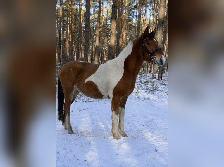 Meer ponys/kleine paarden Mix Ruin 3 Jaar 140 cm  in Cottbus