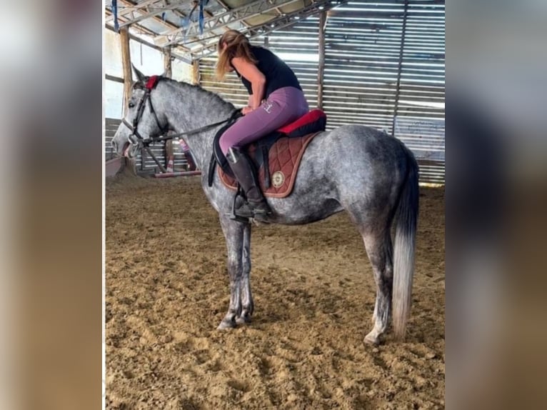 Meer ponys/kleine paarden Ruin 3 Jaar 140 cm Schimmel in Rechnitz
