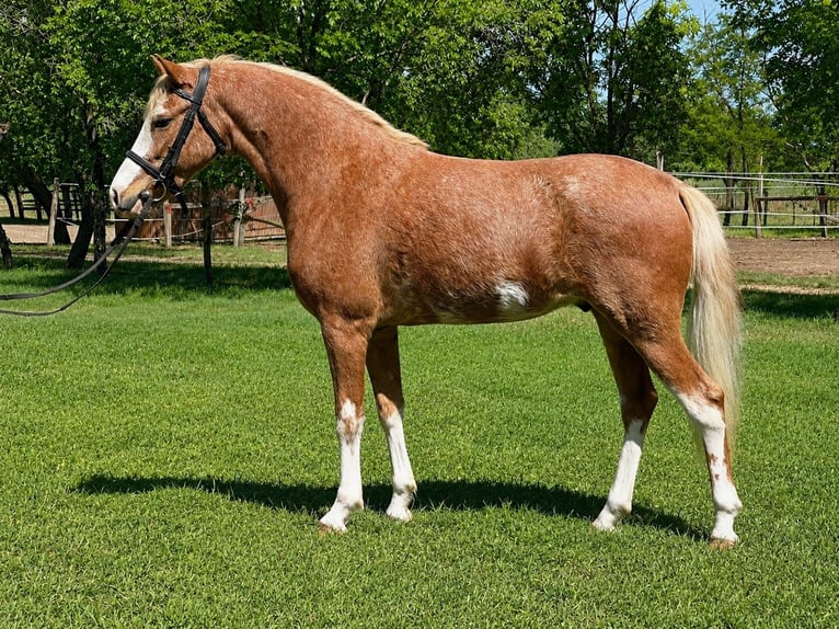 Meer ponys/kleine paarden Ruin 3 Jaar 143 cm Roan-Red in Neu Gaarz