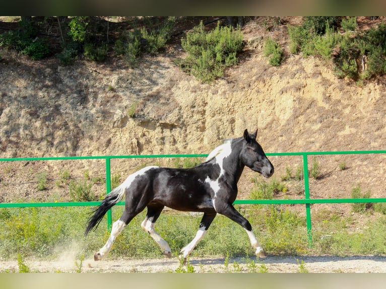 Meer ponys/kleine paarden Ruin 3 Jaar 144 cm Gevlekt-paard in Terrassa